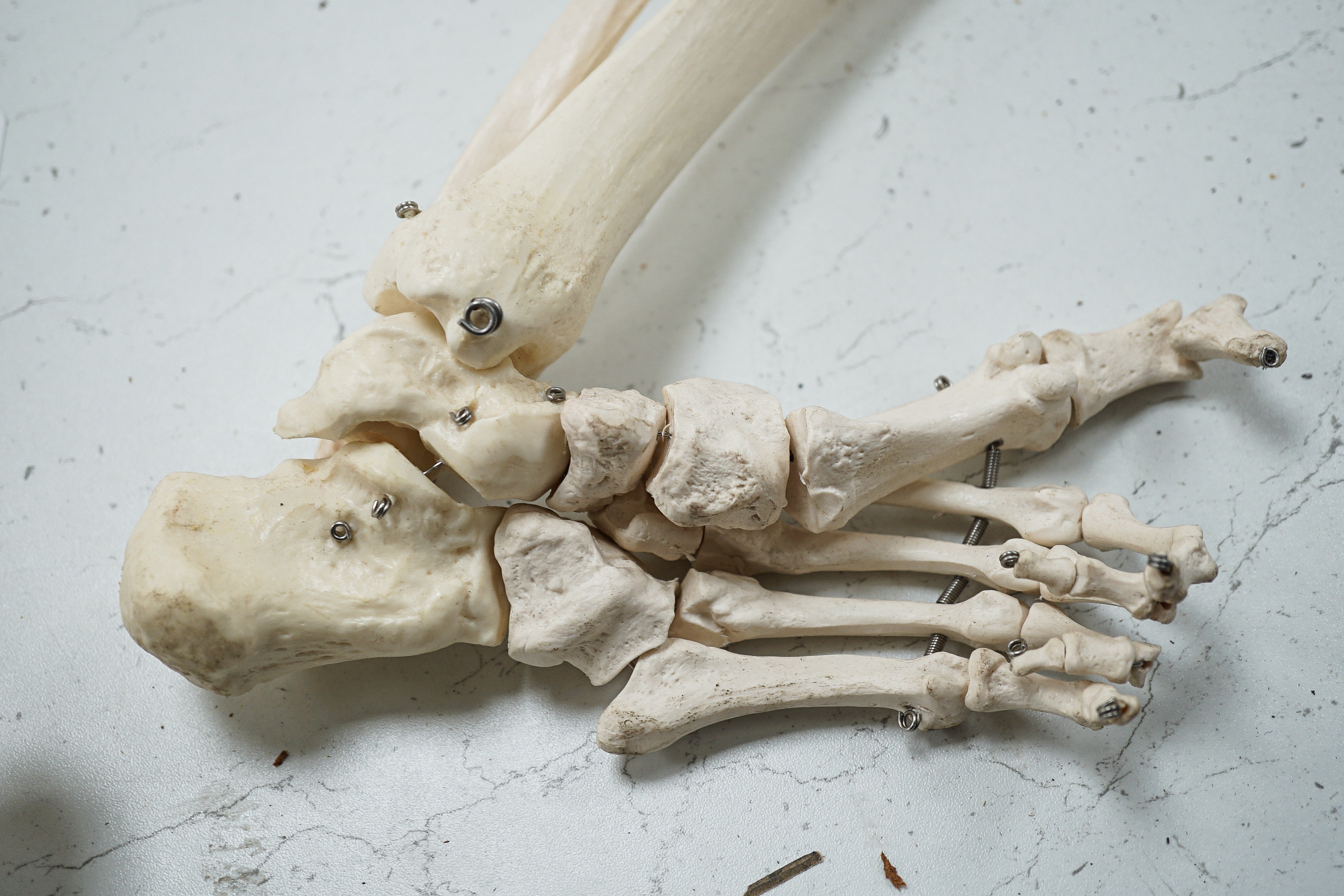 A faux human skeleton, 160 cms high not including skull.